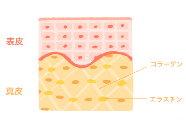 実は知らなかったコラーゲンの効能