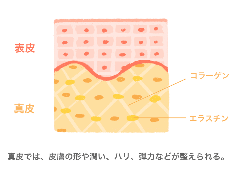 真皮では、皮膚の形や潤い、ハリ、弾力などが整えられる