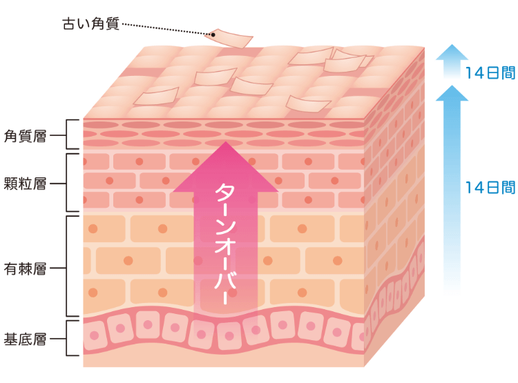 セラミドは肌の中でどのようにつくられる？肌のターンオーバーの仕組みとは