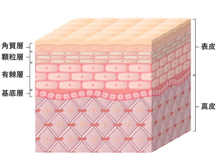 セラミドが含まれているのは、表皮の中でも一番外側にある「角質層」です。