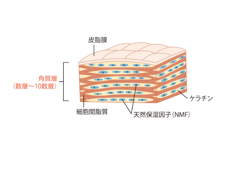 セラミドが潤い肌に欠かせない理由