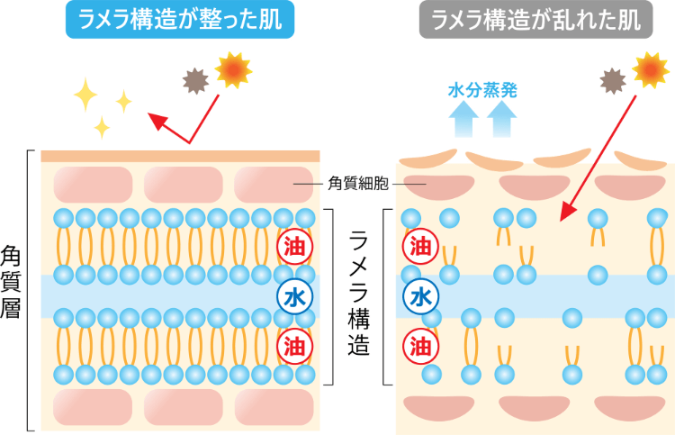 セラミドが潤い肌に欠かせない理由