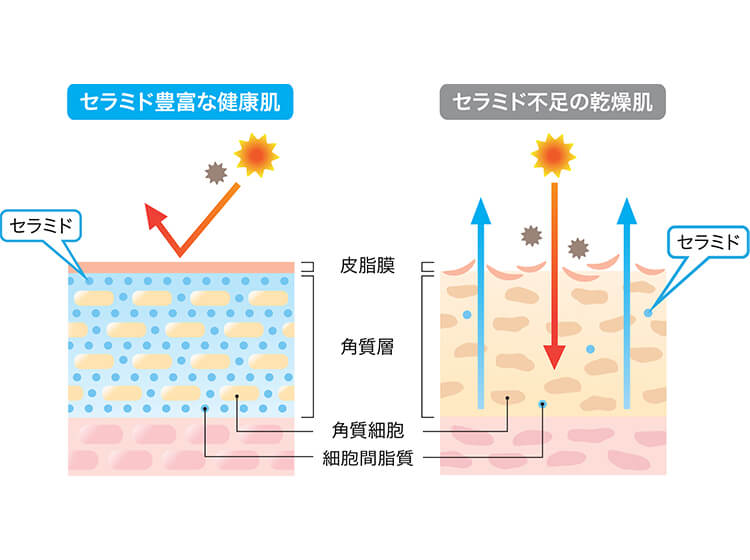 セラミドが潤い肌に欠かせない理由