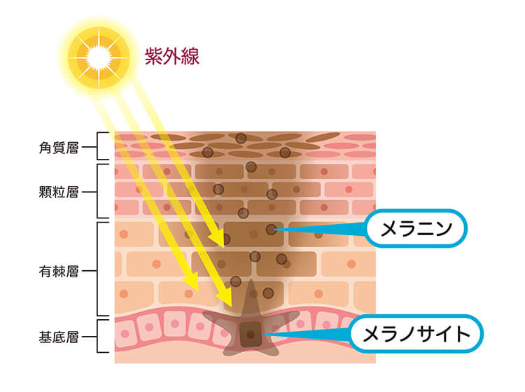 ②メラノサイトが「メラニン色素」をつくり出す