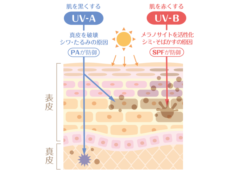 SPFって？　PAって？　肌を守る日焼け止め成分を知ろう