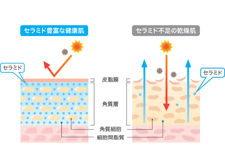 「セラミド」と肌の潤いの関係って？