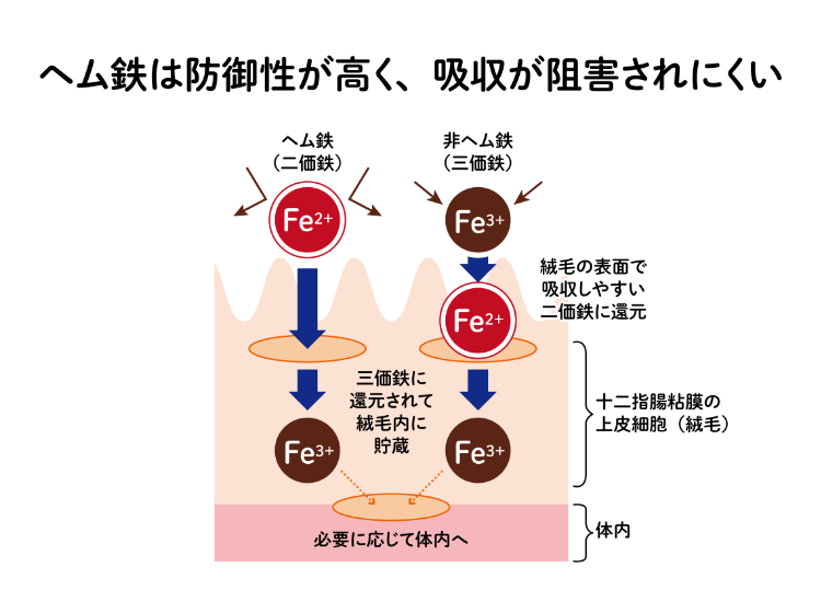 ヘム鉄は防御力が高く、吸収が阻害されにくい