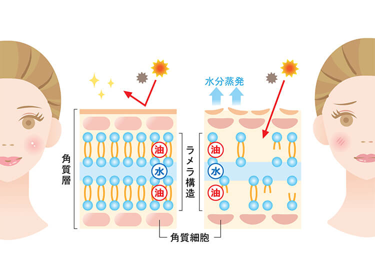 バリア機能を司る3つの要素