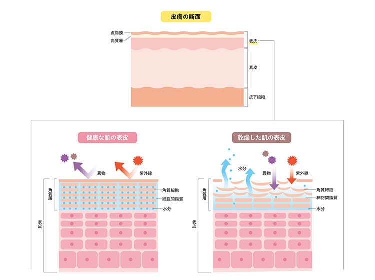 化粧水だけで保湿ができないのは「ふた」がされないから