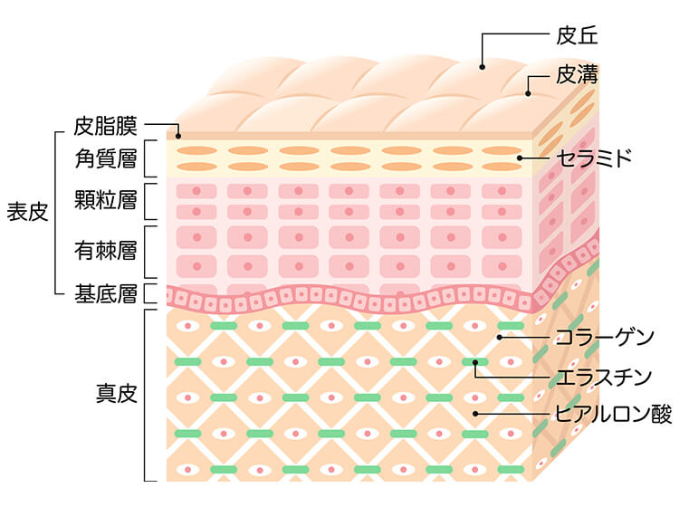 コラーゲンやヒアルロン酸にも肌にハリ（弾力）を与えたり、水分を蓄えたりする性質があります