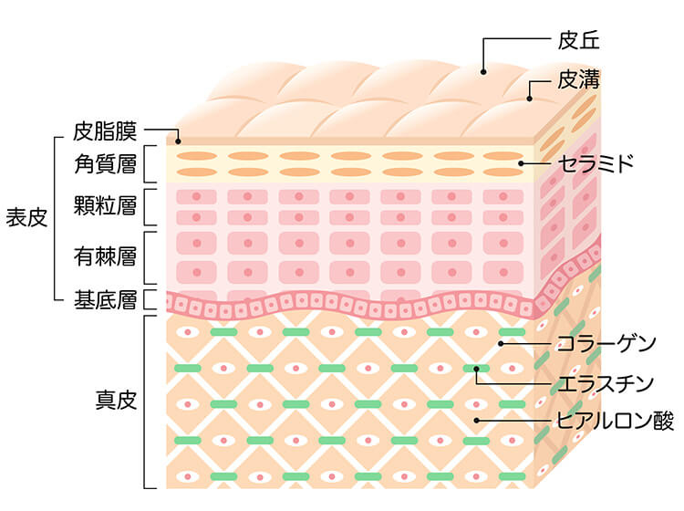 なぜ年齢を重ねると乾燥肌に傾いてしまうの？