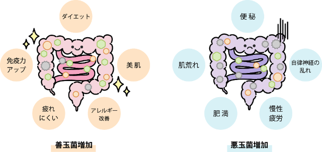 腸内フローラのバランスを改善する“善玉菌”