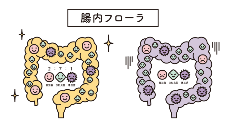 ●腸内細菌はバランスと多様性が大事