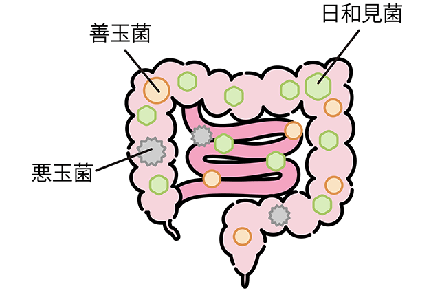 腸内細菌はバランスと多様性が大事