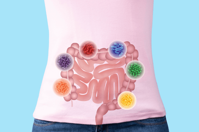 免疫細胞の約7割は「腸」に生息している！