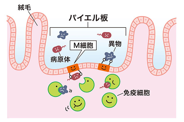 免疫とは？どうして免疫と腸が関係するの？