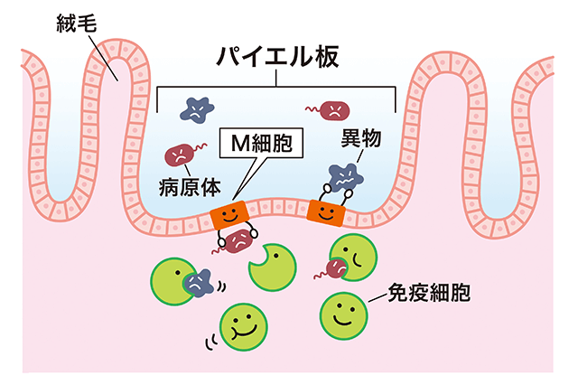 免疫の主な担い手は小腸