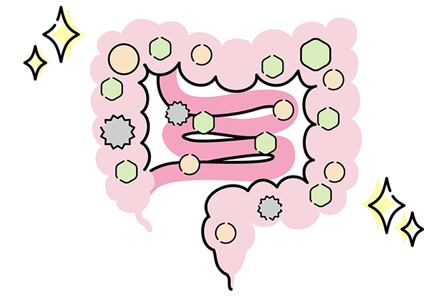 多種多様な腸内細菌が免疫力のカギ