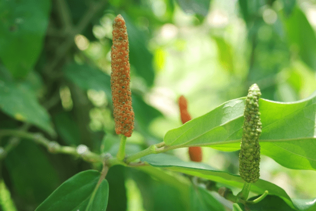 血圧対策にヒハツ由来ピペリンが注目されている。植物のヒハツの写真