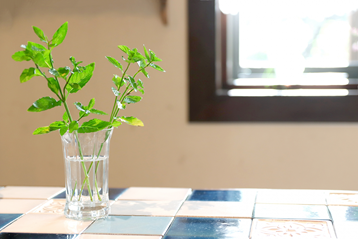 植物の力を借りて快適空間に