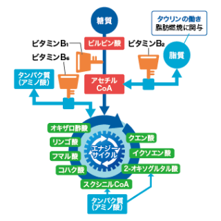 エナジーサイクルのメカニズム