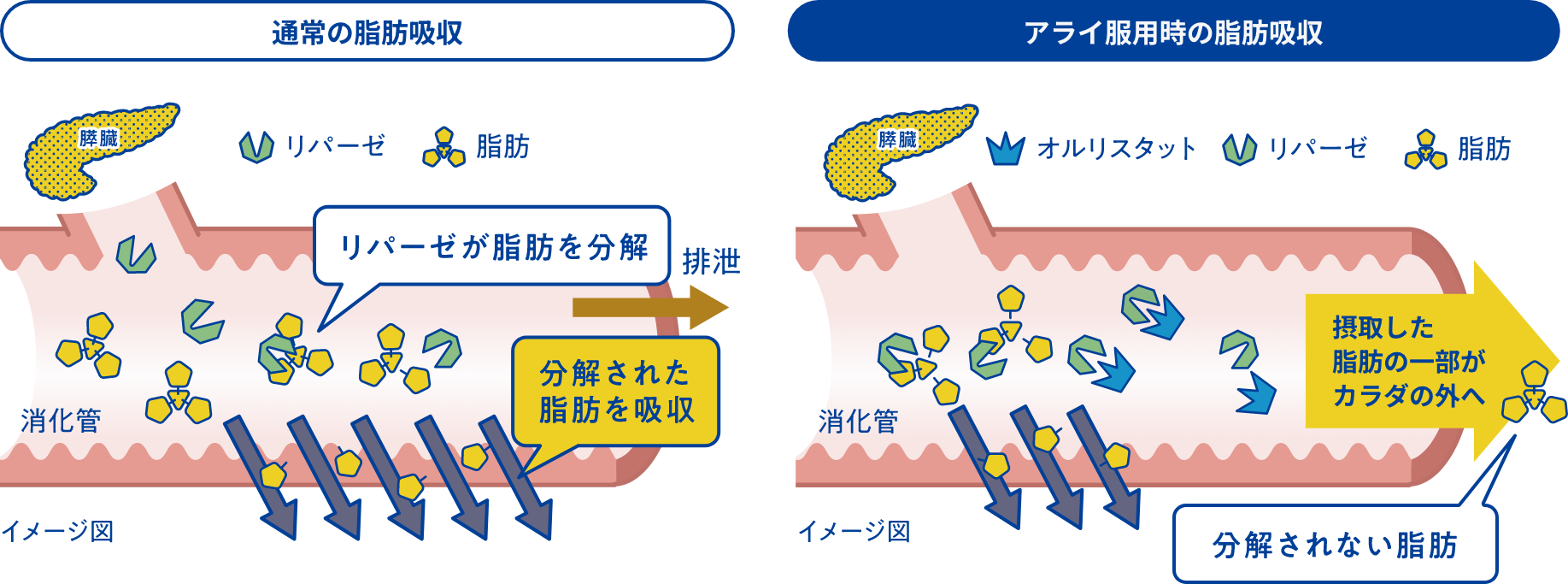 通常の脂肪吸収とアライ服用時の脂肪吸収