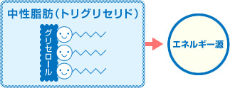 中性脂肪とは？