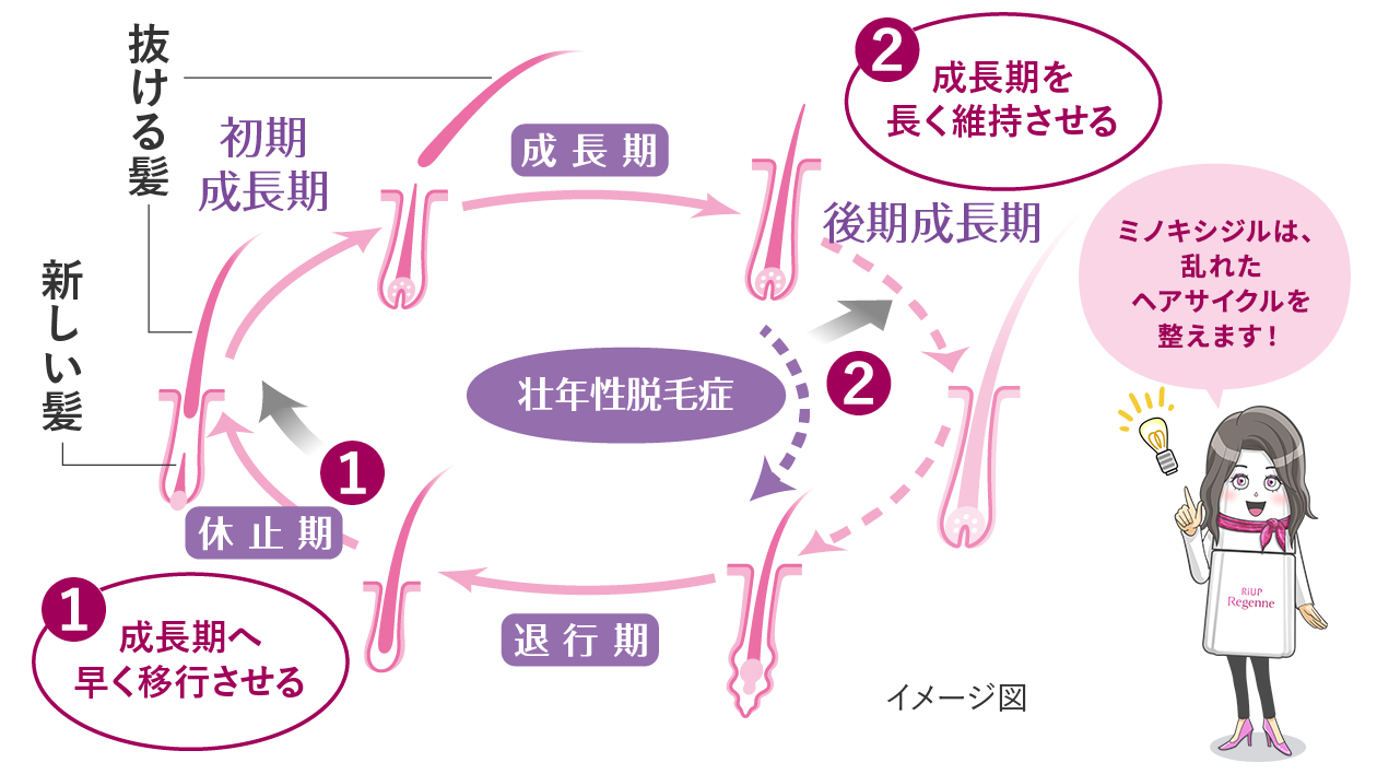 ミノキシジルの作用・効果が、①休止期の毛包を活性化させ初期成長期への移行を促し、②ヘアサイクルの短縮化を防ぎ、成長期を長く維持させることを示したヘアサイクルの図
