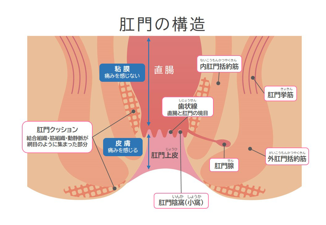 肛門の構造