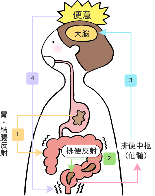 便意を感じるまでの流れ