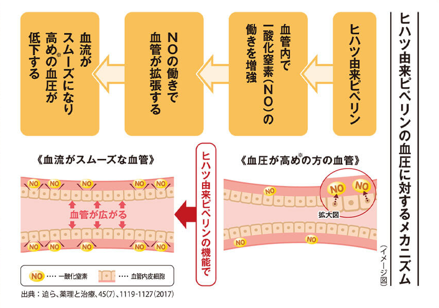 ヒハツ由来ピペリンによる血圧に対するメカニズム