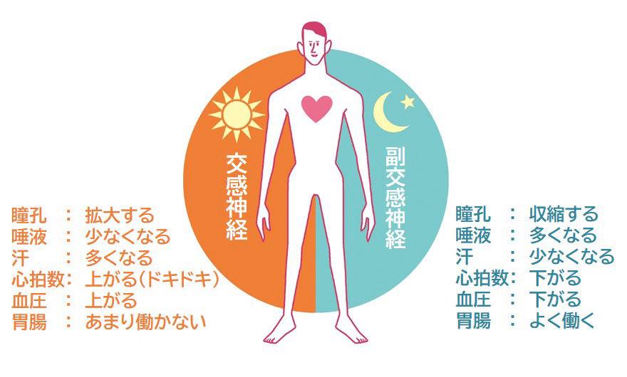 ストレス白髪にかかわる自律神経の働きとは？