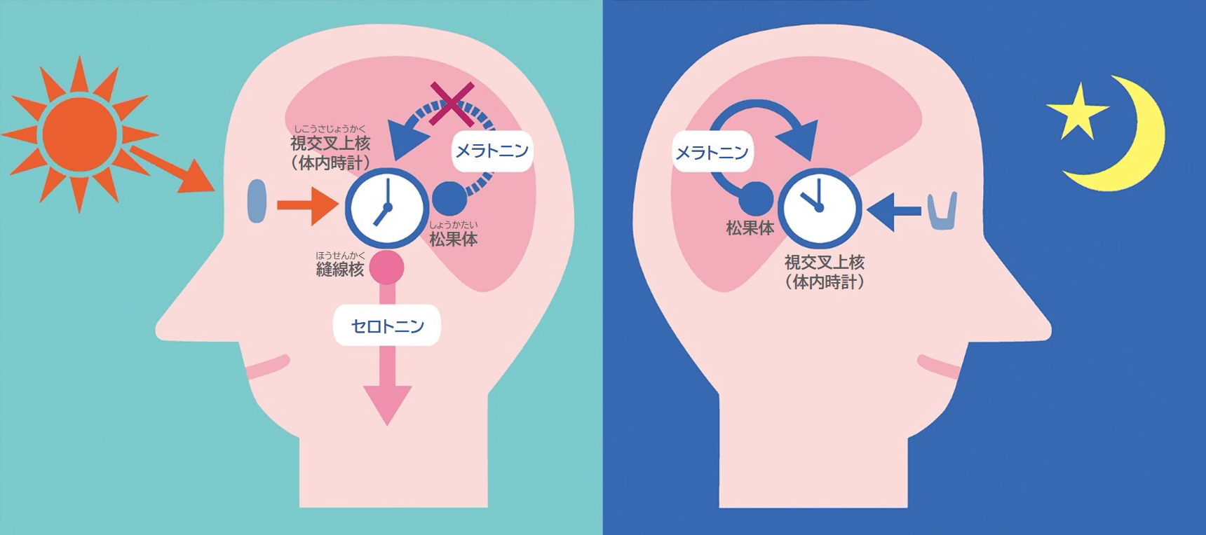 目覚めたら朝日を浴びる