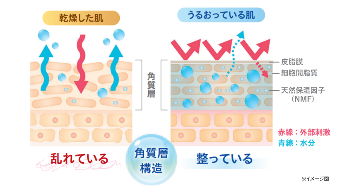 乾燥した肌と潤った肌の角質層のイメージ図