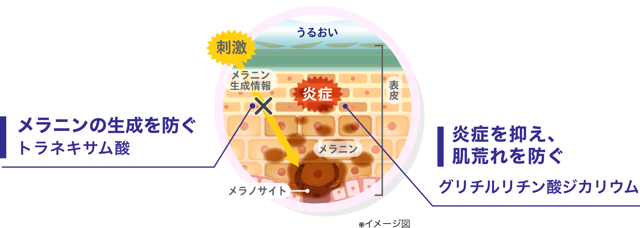 VIOLAOクリアに配合されている2つの有効成分の働きのイラスト。