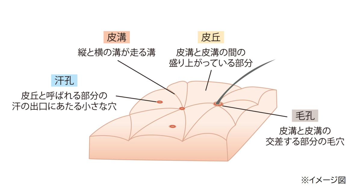 皮膚の構造のイメージ図