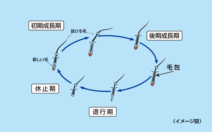 正常なヘアサイクル