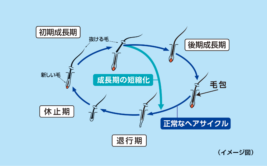 短くなったヘアサイクル