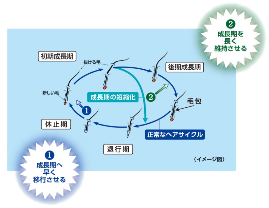 短くなったヘアサイクル２