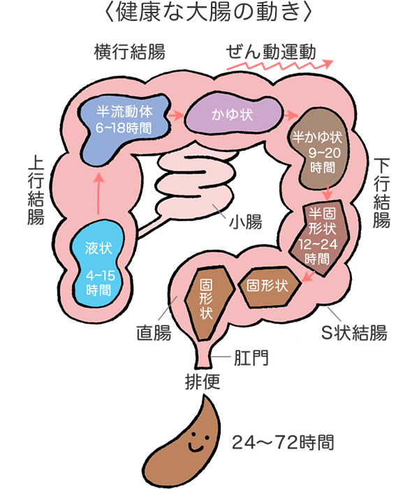 健康な大腸の動き