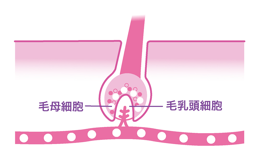 髪に栄養が送られる仕組み【健康な状態】