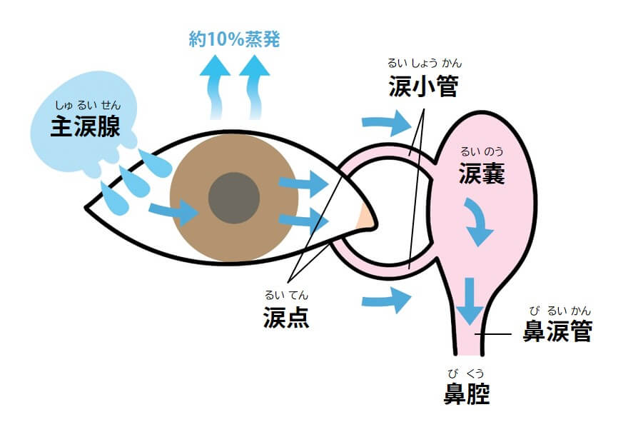 涙の仕組み