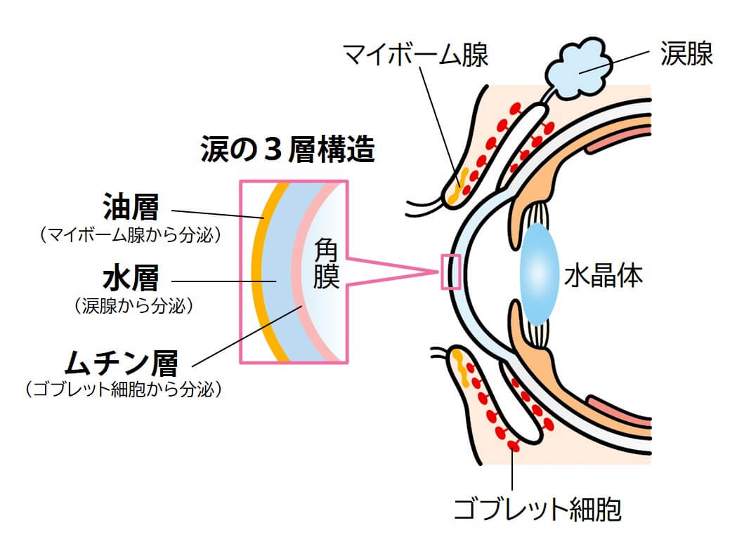 涙の構造