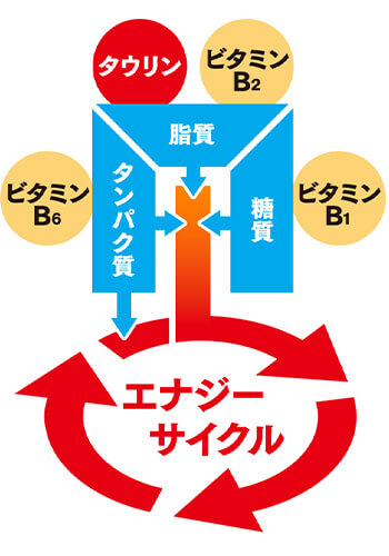 エナジーサイクルのメカニズム