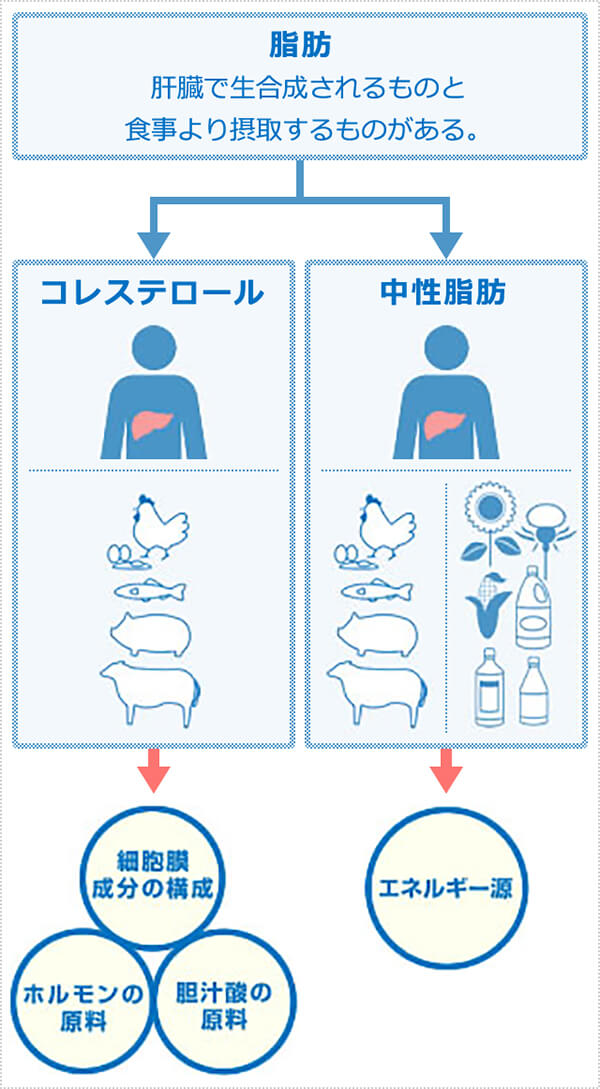 中性脂肪、コレステロールを含む「脂質とは？」 エパデールＴについて