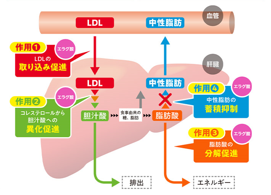 飲み続けて12週間から肥満気味の方のおなかの脂肪が減少！