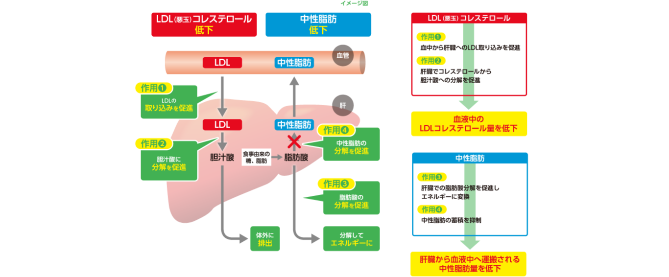 エラグ酸作用のメカニズム