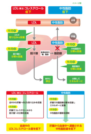 エラグ酸作用のメカニズム