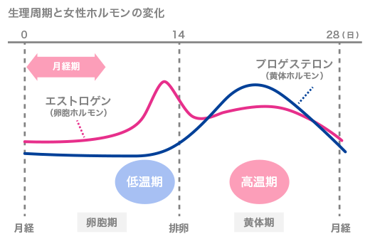 生理周期と女性ホルモンの変化