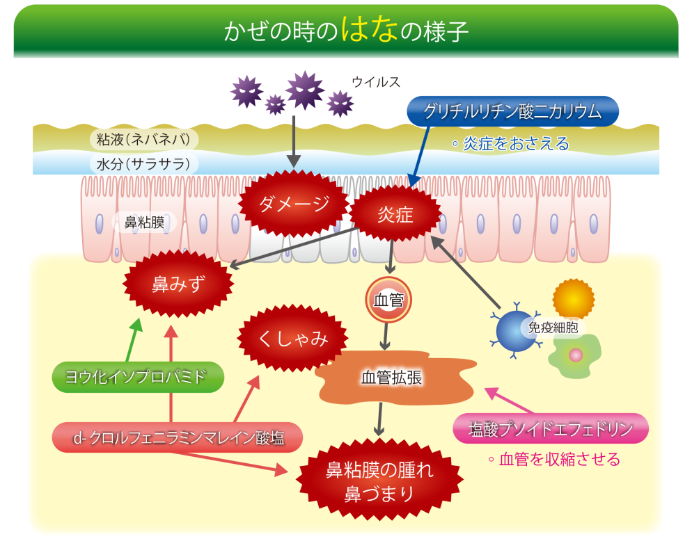 かぜの時のはなの様子の画像